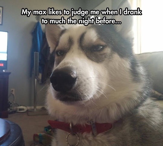 Judging Dog Meme By Soydolphin Memedroid