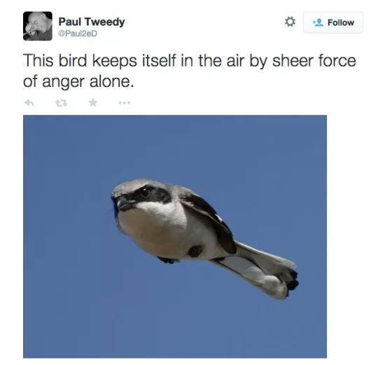 Birds fucking in the air have hit Birds fucking in the air sorry