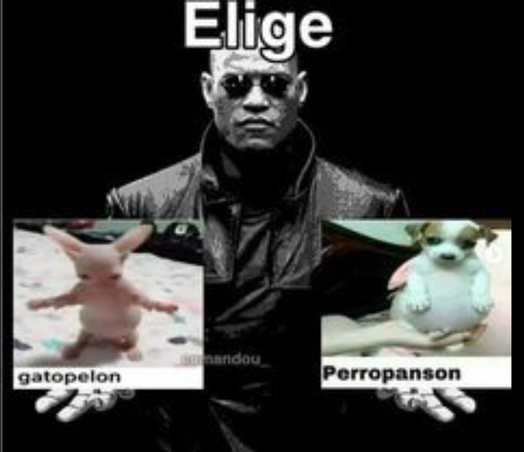 Yo Elijo Perro Panson Meme Subido Por El Gru Memedroid