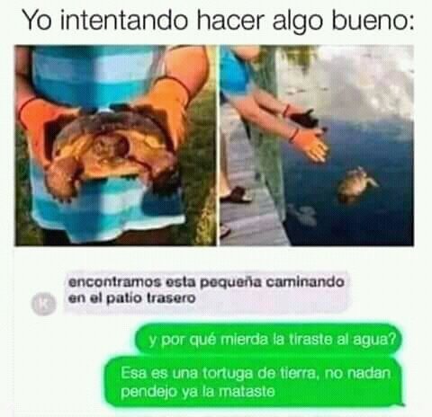 Top Memes De Tortuga En Espa Ol Memedroid