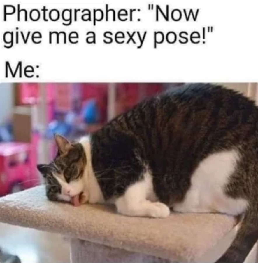Cats Way Meme By Ziggystarburst Memedroid The Best Porn Website