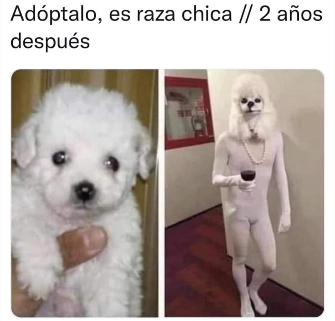 Memes De Perritos No Crecen Mucho Meme Subido Por Wolschaldo Memedroid