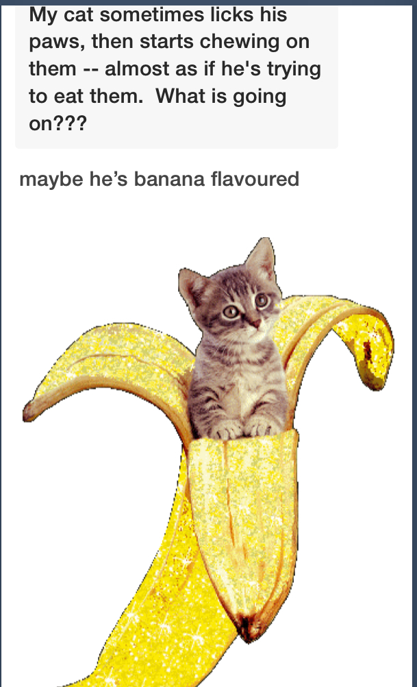 Diviértete con el meme 'Banana cat' subido por stripesobcpo. 