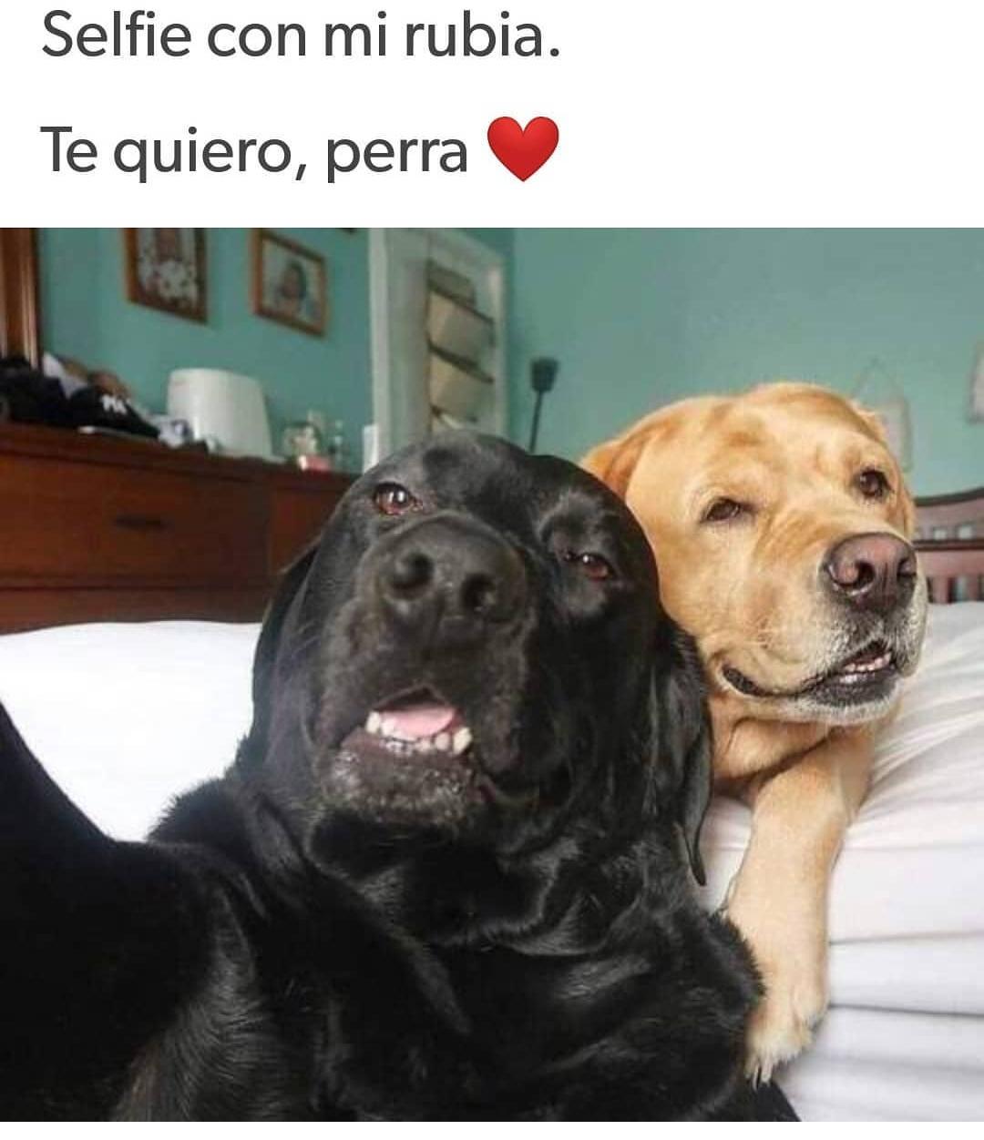 Eso Es Una Selfie Con Clase Meme Subido Por Soylaleche Memedroid