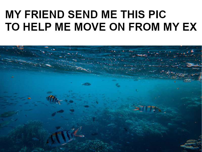 these-are-the-fish-funny-ocean-meme-nature-fish-420-memes