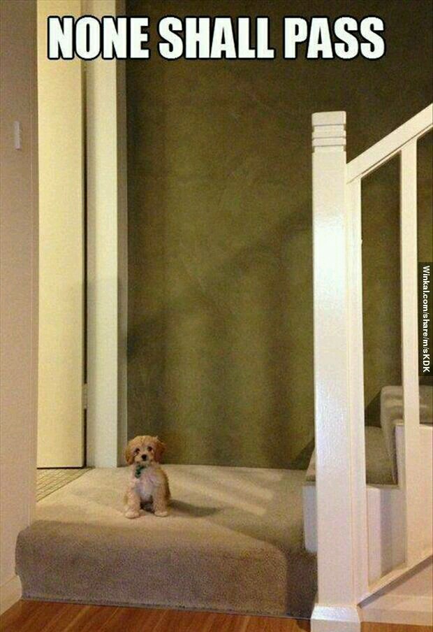 Big beast guarding the door Meme subido por R3Xstorm ) Memedroid