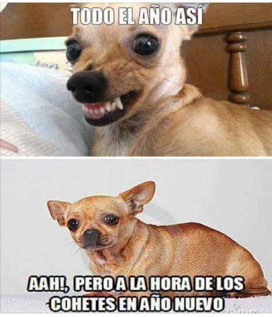 25 Best Memes About Perro Chihuahua Meme Perro Chihuahua Memes