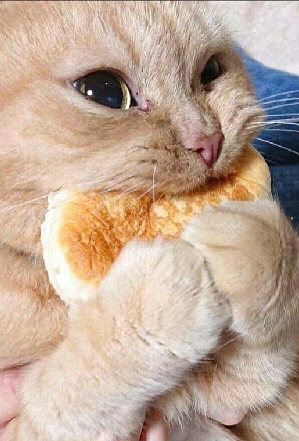 Nom nom tamsty Meme by Yuuyu ) Memedroid