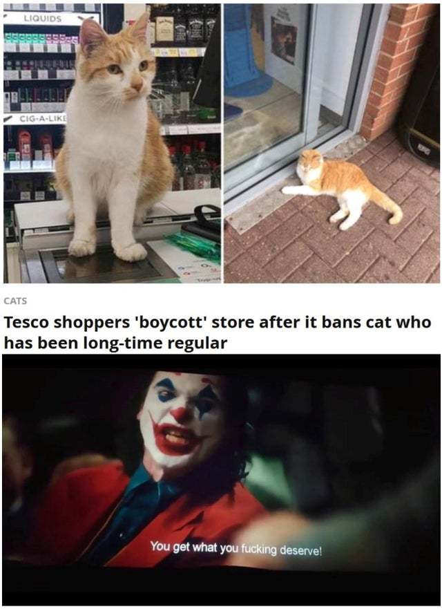 Una herramienta central que juega un papel importante. Sur Sindicato Tesco shoppers boycott store after it bans cat who has been long-time  regular - Meme subido por Sugartown :) Memedroid