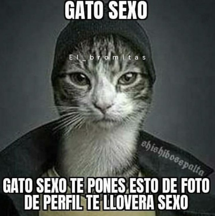 Gato Sexo Meme Subido Por El Bromitas Memedroid