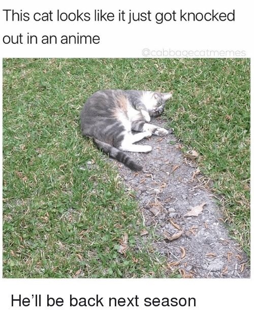 This cat looks like it just got knocked out in an anime - Meme by WhiteLies  :) Memedroid