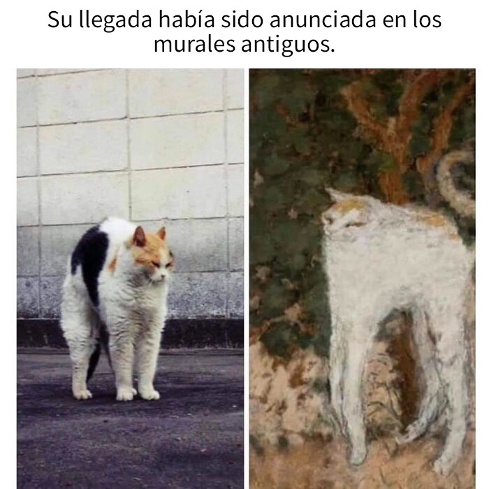 Meme Gato Meme Subido Por Lauta Laflauta Memedroid