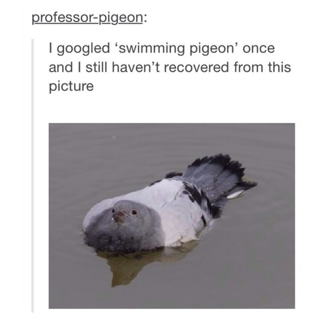 Swimming pigeon - Meme by vicelisko :) Memedroid