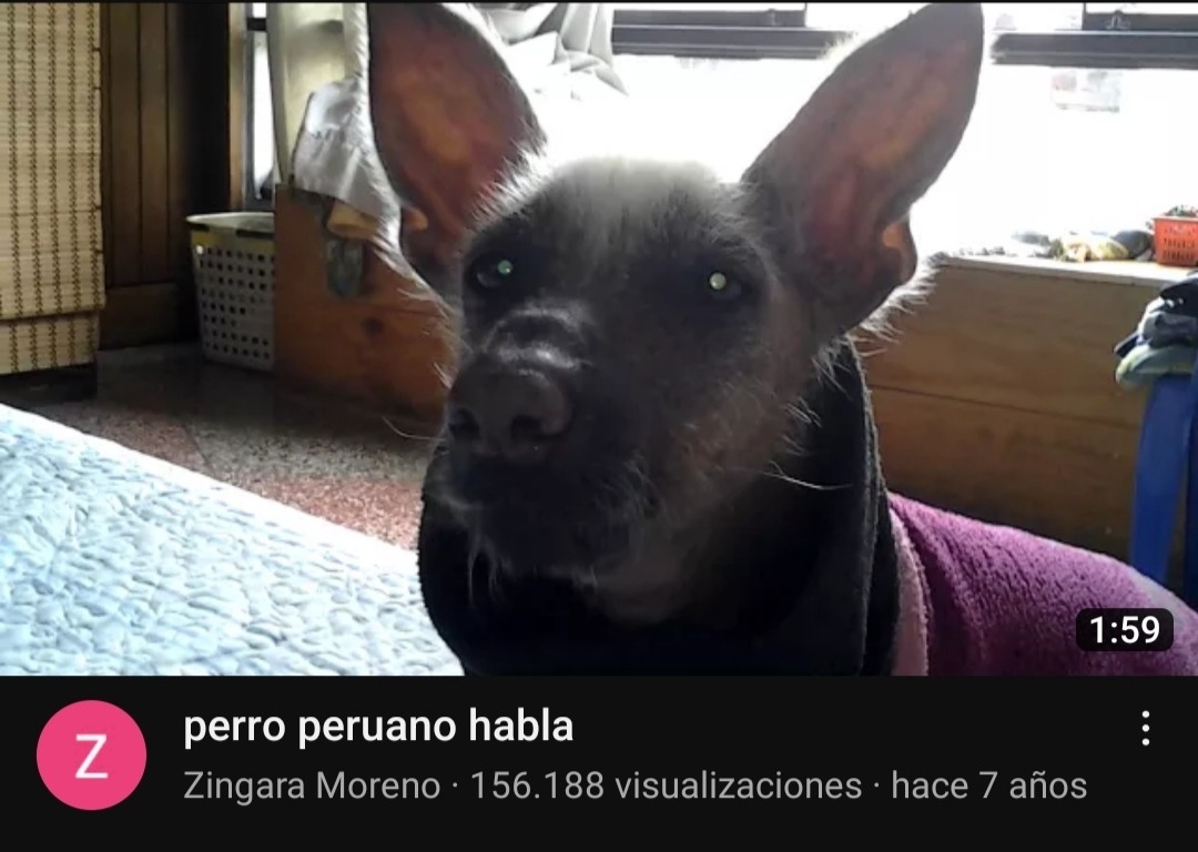 Perro peruano - Meme by Chachosaurus_text :) Memedroid
