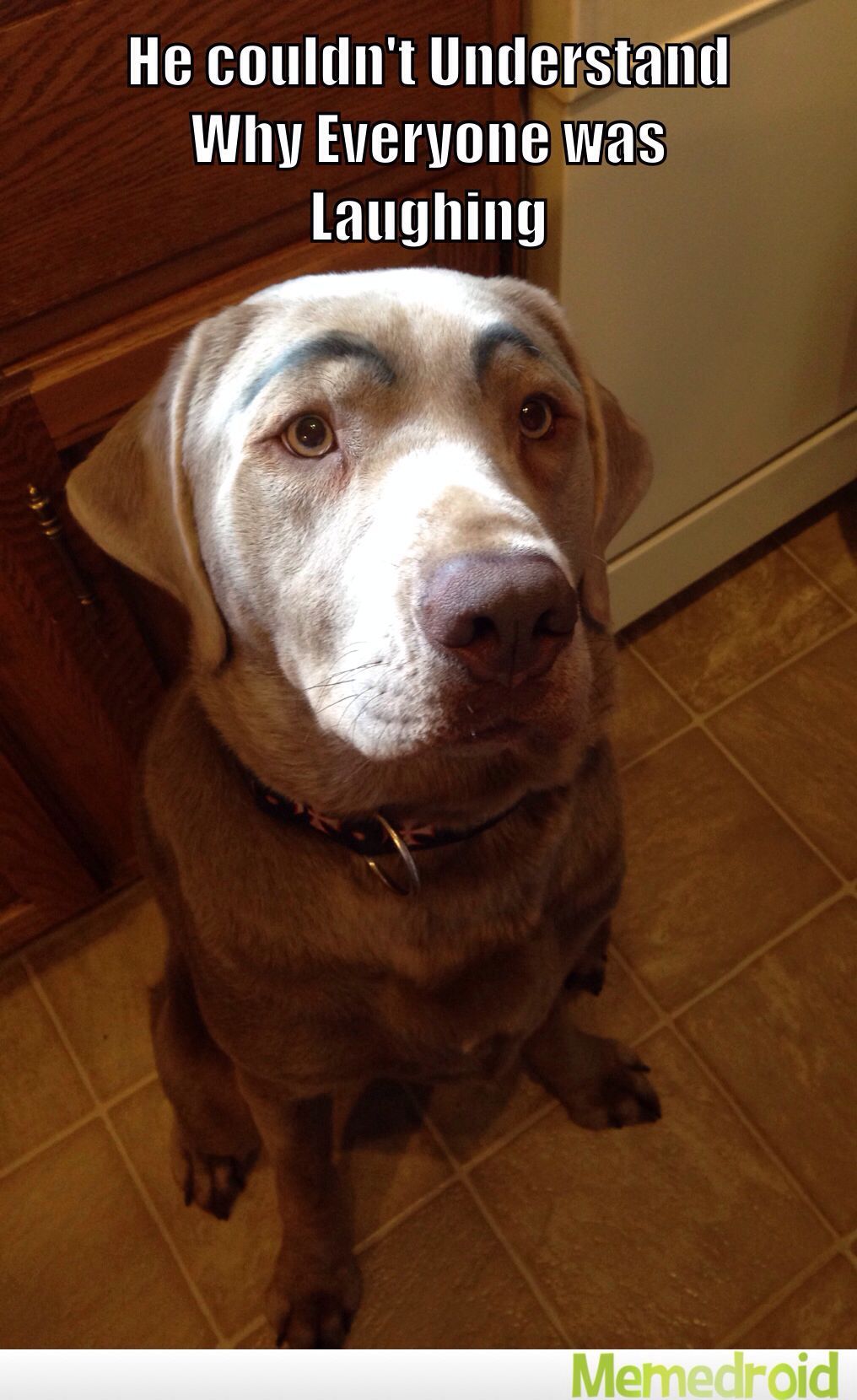 What we did to our poor pup, don't worry it washed off - meme