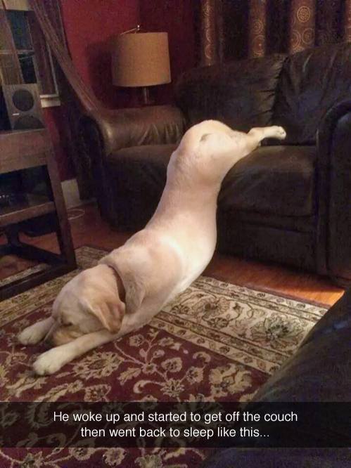 Dogs know how to relax best! - meme