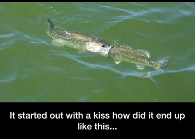 How fish make out - meme