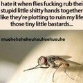 stupid flies