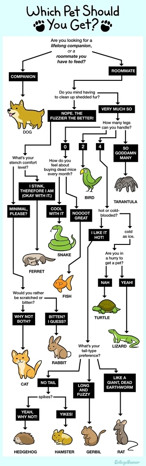 what animal should you get? - meme