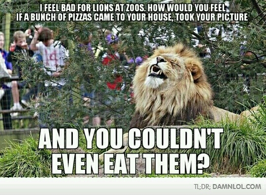 poor lions - meme