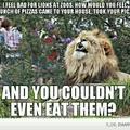 poor lions
