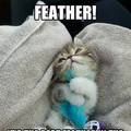 silly kitty loves her goddamn feather