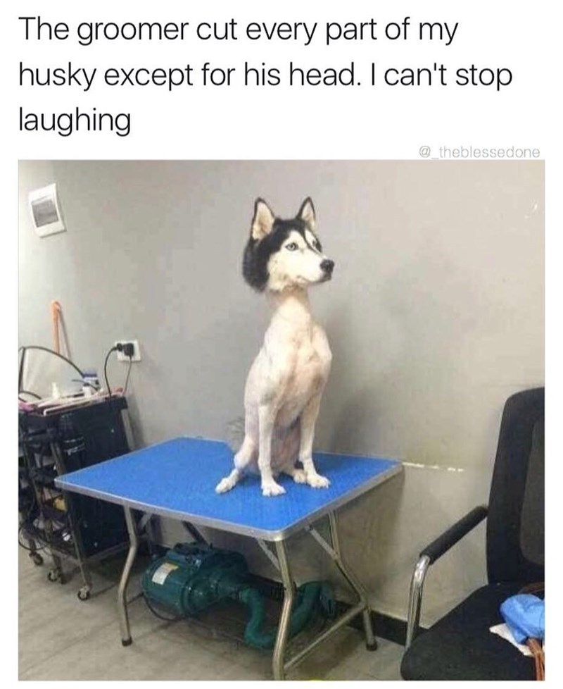 husky laughing meme