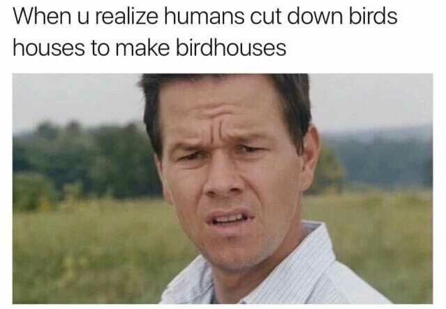 Bird birdhouses - meme
