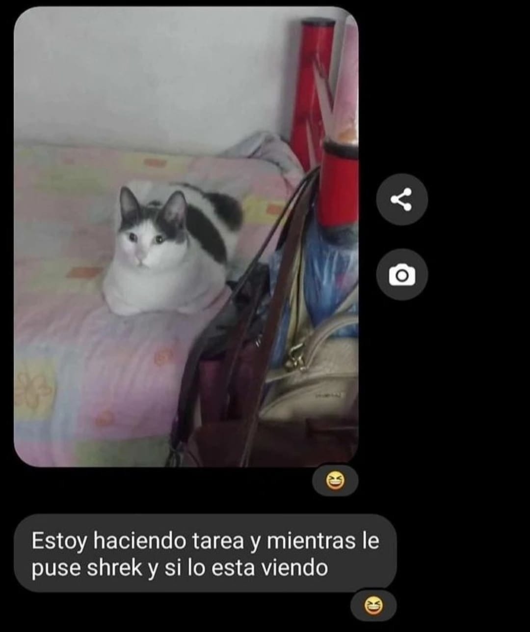 Gato viendo shrek - meme