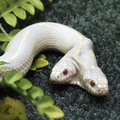 Albino two headed snake