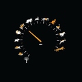 animal speedometer