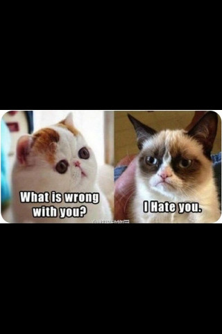 Anw c'est méchant !!! XD ( Snoppy cat VS grumpy cat ) - meme
