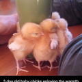 Chick magnet