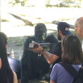 Gorilla