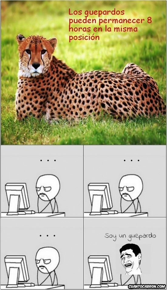 Soy un guepardo - meme