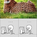 Soy un guepardo