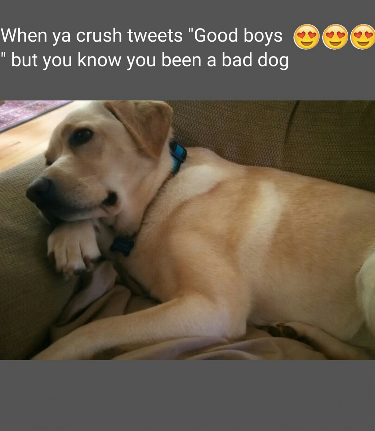 Doge wants pets - meme