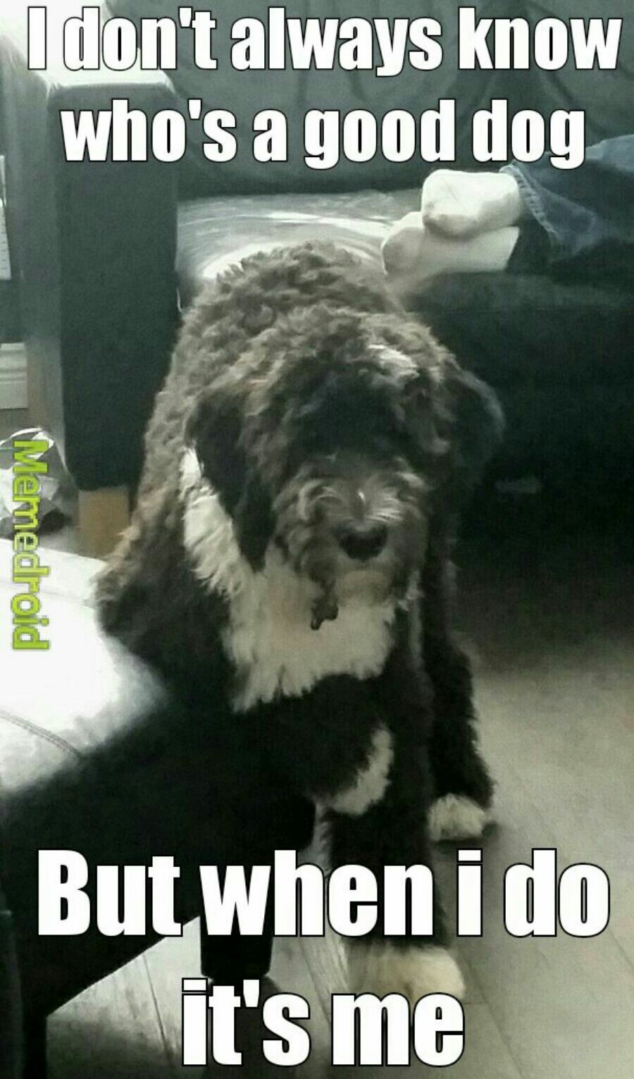 Most interesting dog in the world (it's a sheepadoodle for anyone wondering) - meme