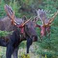 A moose shedding it's antlers looks so brutal.