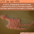 5Th comment is a flamingo