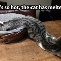 Hace tanto calor que el gato se derrite