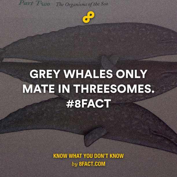 Grey whales - meme