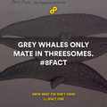 Grey whales