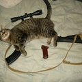 My cat-47