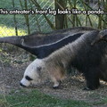 Anteater or panda?
