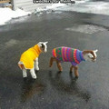 Goats sweaters