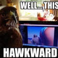 Hawk porn