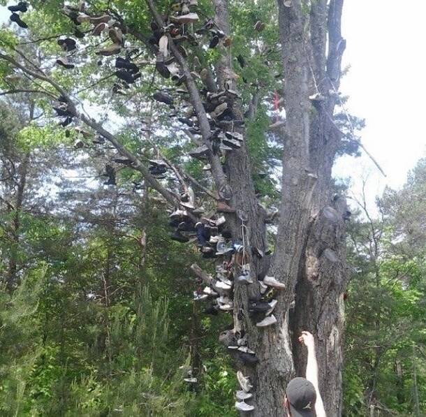 Un arbre à chaussures #OKLM  - meme