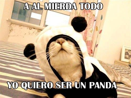 Panda :3 - meme