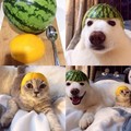 Fruity Helmet